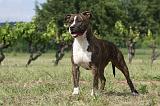 AMSTAFF ADULT 159